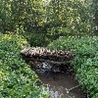 Игорь Дарвин